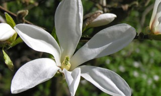 白玉兰花的养殖方法（白玉兰花的养殖方法和注意事项地栽）