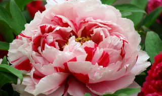 花中之王指的是什么花（荷兰花中之王指的是什么花）