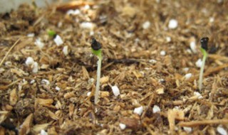 康乃馨种子的种植方法（康乃馨种子的种植方法和注意事项视频）