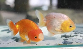 兰寿金鱼饲养技巧 兰寿金鱼饲养技巧视频