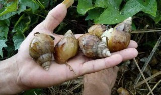蜗牛的养殖方法 蜗牛的养殖方法如何饲养蜗牛