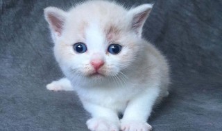 小猫不吃东西怎么办 一个月的小猫不吃东西怎么办