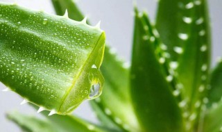 芦荟怎样做面膜 家里养的芦荟怎样做面膜