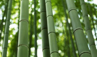 竹子为什么长得快（为什么竹子生长的那么快）