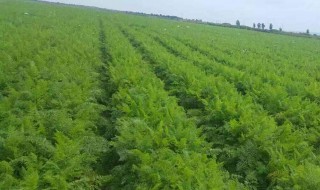 青萝卜种植时间和方法 青萝卜种植时间和方法图片