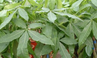 发财树种植 发财树种植方法和注意事项