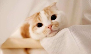 让猫咪舒服的方法（让猫咪舒服的方法有哪些）