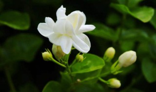 茉莉花的养殖方法和注意事项（茉莉花的养殖方法和注意事项视频）