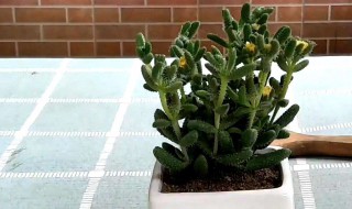 吹雪的种植方法（吹雪的种植方法有哪些）