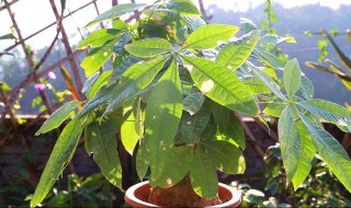 发财树的栽种方法 发财树的栽种方法视频教程
