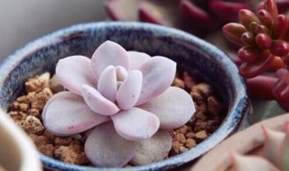 雪莲的培植方法 雪莲栽培方法