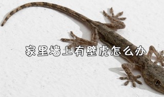 家里有壁虎怎么处理有效（家里有壁虎怎么处理有效方法）
