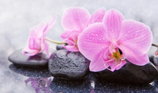 兰花栽培入门（兰花栽培入门教程视频）