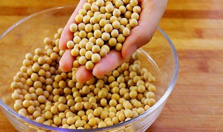 黄豆养花技巧（黄豆养花的方法）