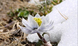 雪莲花泡酒 雪莲花泡酒怎么泡