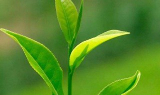 绿茶变味怎么处理 绿茶变味怎么处理掉