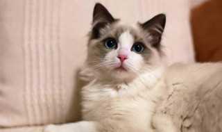 猫尿难闻怎么处理（猫尿好臭怎么办）