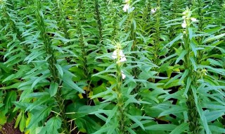 芝麻的施肥方法