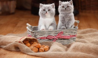 养猫驱虫的方法 养猫驱虫的方法有几种