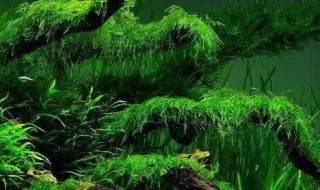 草缸的绿藻怎么处理（草缸的绿藻怎么处理掉）