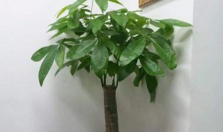 怎样养发财树（怎样养发财树多长时间浇水）