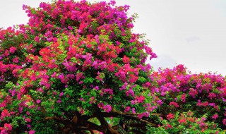 怎样种植花卉（怎样种植花卉盆栽）