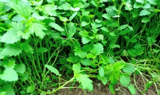 夏天35度怎样种植香菜（夏天35度怎样种植香菜视频）
