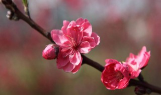 怎样催旺桃花运 怎么催旺桃花运