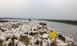 散养鹅的方法 散养鹅需要什么手续