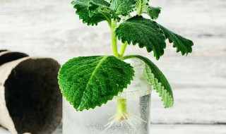 怎么样在家自制生根水（怎么样在家自制生根水泡菜）