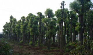 大香樟树怎样做盆景（大香樟树怎么修剪）