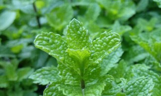 家里种薄荷坏处（薄荷对男性性功能影响）