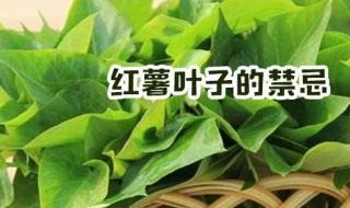 红薯叶子的禁忌 红薯叶子的禁忌和副作用