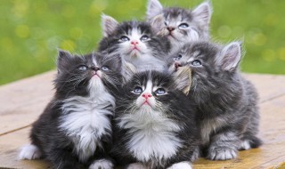 猫跳蚤怎么消灭简单（猫跳蚤怎么消灭简单方法）