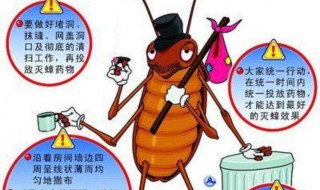 家里为什么有蟑螂 家里为什么有蟑螂怎么回事