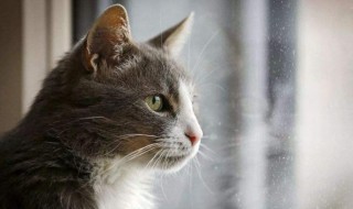 梦见小猫是什么意思 梦见小猫是什么意思周公解梦