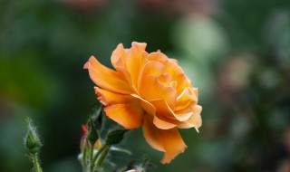 月季花什么颜色 秋天的月季花什么颜色