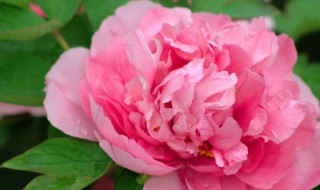 国花是什么花（国花是什么花中国的国花）
