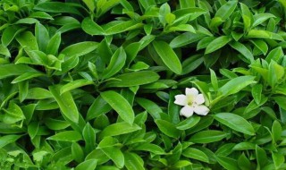 茉莉花什么时候开 厦门茉莉花什么时候开