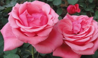 月季花是什么颜色 冰淇淋月季花是什么颜色