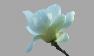 玉兰花是什么颜色的 玉兰花是什么颜色的图片