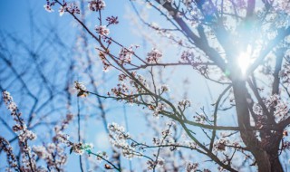 梅花的象征意义是什么（梅花的象征意义是什么小作文100字）