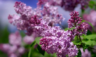 丁香花的特点 丁香花的特点是