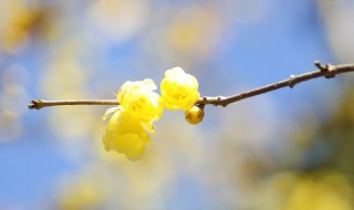 腊梅除虫方法（腊梅除虫方法视频）