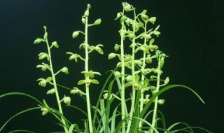 下山兰花怎么栽植（下山兰花怎么养能开花）