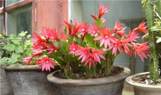 昙花用什么土栽培好（昙花用什么土栽培好呢）