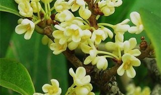 四季桂花怎么剪枝 四季桂花怎么剪枝最好