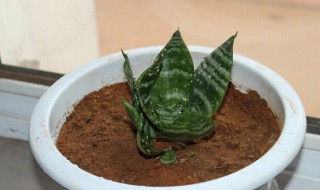 虎皮兰秋天能换盆吗 虎皮兰秋天怎么养