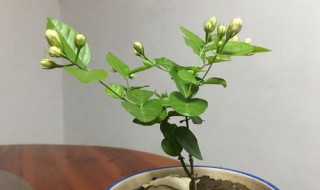 漂香膝花怎样换盆（飘香藤怎么养）