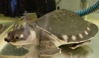 鱼和猪鼻龟可以混养吗 猪鼻龟能和鱼一起养吗